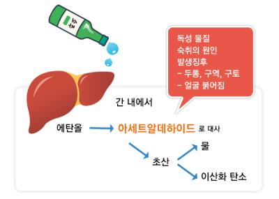 알코올의 작용